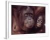 Orangutans in Captivity, Sandakan, Soabah, and Malasia, Town in Br. North Borneo-Co Rentmeester-Framed Photographic Print