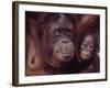 Orangutans in Captivity, Sandakan, Soabah, and Malasia, Town in Br. North Borneo-Co Rentmeester-Framed Photographic Print