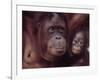 Orangutans in Captivity, Sandakan, Soabah, and Malasia, Town in Br. North Borneo-Co Rentmeester-Framed Photographic Print