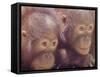 Orangutans in Captivity, Sandakan, Soabah, and Malasia, Town in Br. North Borneo-Co Rentmeester-Framed Stretched Canvas