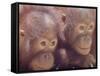 Orangutans in Captivity, Sandakan, Soabah, and Malasia, Town in Br. North Borneo-Co Rentmeester-Framed Stretched Canvas