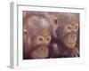 Orangutans in Captivity, Sandakan, Soabah, and Malasia, Town in Br. North Borneo-Co Rentmeester-Framed Photographic Print