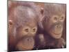 Orangutans in Captivity, Sandakan, Soabah, and Malasia, Town in Br. North Borneo-Co Rentmeester-Mounted Photographic Print