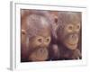 Orangutans in Captivity, Sandakan, Soabah, and Malasia, Town in Br. North Borneo-Co Rentmeester-Framed Photographic Print