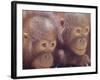 Orangutans in Captivity, Sandakan, Soabah, and Malasia, Town in Br. North Borneo-Co Rentmeester-Framed Photographic Print