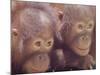 Orangutans in Captivity, Sandakan, Soabah, and Malasia, Town in Br. North Borneo-Co Rentmeester-Mounted Photographic Print