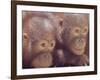 Orangutans in Captivity, Sandakan, Soabah, and Malasia, Town in Br. North Borneo-Co Rentmeester-Framed Photographic Print