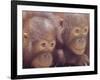 Orangutans in Captivity, Sandakan, Soabah, and Malasia, Town in Br. North Borneo-Co Rentmeester-Framed Photographic Print