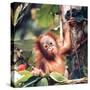 Orangutans in Captivity, Sandakan, Soabah, and Malasia, Town in Br. North Borneo-Co Rentmeester-Stretched Canvas