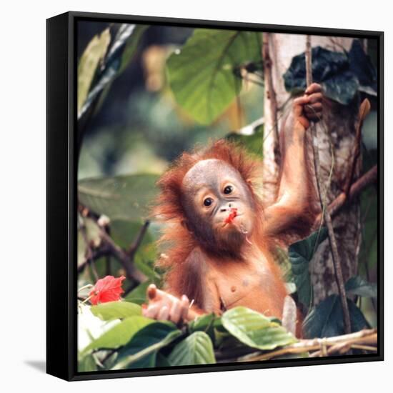 Orangutans in Captivity, Sandakan, Soabah, and Malasia, Town in Br. North Borneo-Co Rentmeester-Framed Stretched Canvas