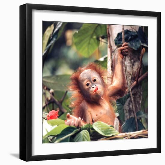 Orangutans in Captivity, Sandakan, Soabah, and Malasia, Town in Br. North Borneo-Co Rentmeester-Framed Premium Photographic Print