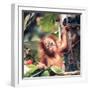 Orangutans in Captivity, Sandakan, Soabah, and Malasia, Town in Br. North Borneo-Co Rentmeester-Framed Premium Photographic Print