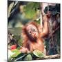 Orangutans in Captivity, Sandakan, Soabah, and Malasia, Town in Br. North Borneo-Co Rentmeester-Mounted Premium Photographic Print
