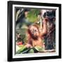 Orangutans in Captivity, Sandakan, Soabah, and Malasia, Town in Br. North Borneo-Co Rentmeester-Framed Premium Photographic Print