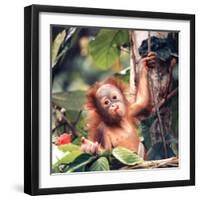 Orangutans in Captivity, Sandakan, Soabah, and Malasia, Town in Br. North Borneo-Co Rentmeester-Framed Photographic Print