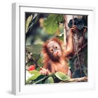 Orangutans in Captivity, Sandakan, Soabah, and Malasia, Town in Br. North Borneo-Co Rentmeester-Framed Photographic Print