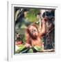 Orangutans in Captivity, Sandakan, Soabah, and Malasia, Town in Br. North Borneo-Co Rentmeester-Framed Photographic Print