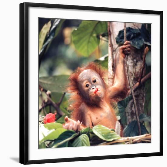 Orangutans in Captivity, Sandakan, Soabah, and Malasia, Town in Br. North Borneo-Co Rentmeester-Framed Photographic Print