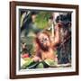 Orangutans in Captivity, Sandakan, Soabah, and Malasia, Town in Br. North Borneo-Co Rentmeester-Framed Photographic Print