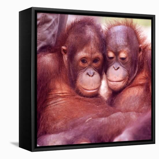 Orangutans in Captivity, Sandakan, Soabah, and Malasia, Town in Br. North Borneo-Co Rentmeester-Framed Stretched Canvas