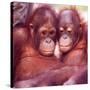 Orangutans in Captivity, Sandakan, Soabah, and Malasia, Town in Br. North Borneo-Co Rentmeester-Stretched Canvas
