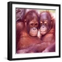 Orangutans in Captivity, Sandakan, Soabah, and Malasia, Town in Br. North Borneo-Co Rentmeester-Framed Photographic Print