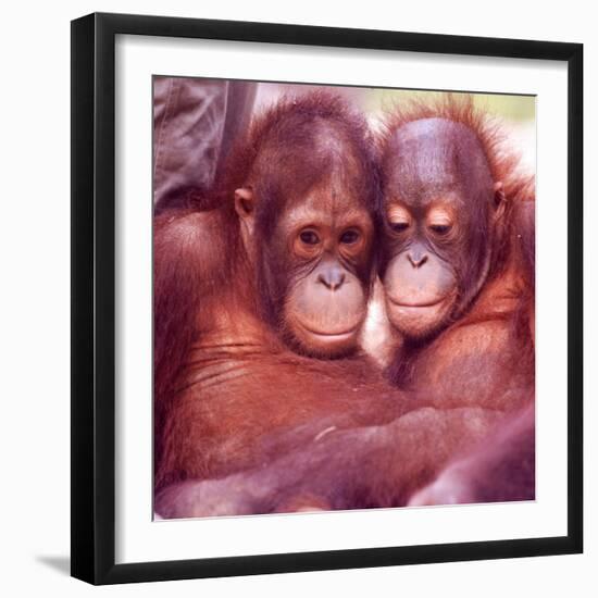 Orangutans in Captivity, Sandakan, Soabah, and Malasia, Town in Br. North Borneo-Co Rentmeester-Framed Photographic Print