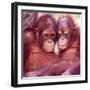 Orangutans in Captivity, Sandakan, Soabah, and Malasia, Town in Br. North Borneo-Co Rentmeester-Framed Photographic Print