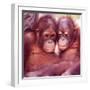 Orangutans in Captivity, Sandakan, Soabah, and Malasia, Town in Br. North Borneo-Co Rentmeester-Framed Photographic Print