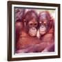 Orangutans in Captivity, Sandakan, Soabah, and Malasia, Town in Br. North Borneo-Co Rentmeester-Framed Photographic Print