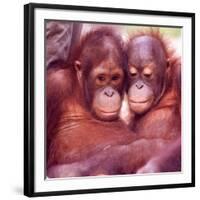 Orangutans in Captivity, Sandakan, Soabah, and Malasia, Town in Br. North Borneo-Co Rentmeester-Framed Photographic Print