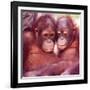 Orangutans in Captivity, Sandakan, Soabah, and Malasia, Town in Br. North Borneo-Co Rentmeester-Framed Photographic Print