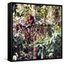 Orangutans in Captivity, Sandakan, Soabah, and Malasia, Town in Br. North Borneo-Co Rentmeester-Framed Stretched Canvas