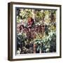 Orangutans in Captivity, Sandakan, Soabah, and Malasia, Town in Br. North Borneo-Co Rentmeester-Framed Photographic Print