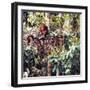 Orangutans in Captivity, Sandakan, Soabah, and Malasia, Town in Br. North Borneo-Co Rentmeester-Framed Photographic Print