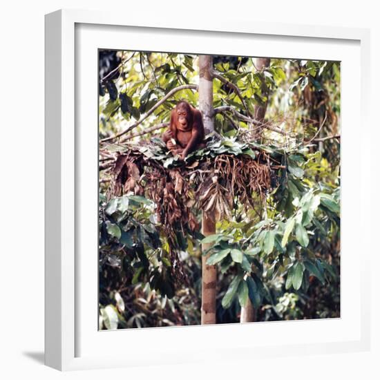 Orangutans in Captivity, Sandakan, Soabah, and Malasia, Town in Br. North Borneo-Co Rentmeester-Framed Photographic Print