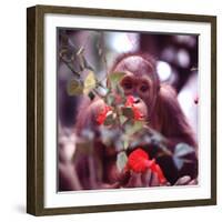 Orangutans in Captivity, Sandakan, Soabah, and Malasia, Town in Br. North Borneo-Co Rentmeester-Framed Photographic Print