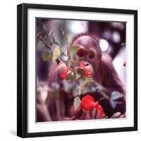 Orangutans in Captivity, Sandakan, Soabah, and Malasia, Town in Br. North Borneo-Co Rentmeester-Framed Photographic Print