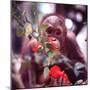 Orangutans in Captivity, Sandakan, Soabah, and Malasia, Town in Br. North Borneo-Co Rentmeester-Mounted Photographic Print