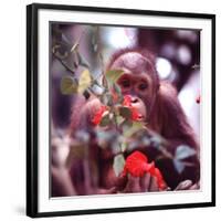 Orangutans in Captivity, Sandakan, Soabah, and Malasia, Town in Br. North Borneo-Co Rentmeester-Framed Photographic Print