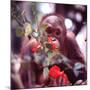 Orangutans in Captivity, Sandakan, Soabah, and Malasia, Town in Br. North Borneo-Co Rentmeester-Mounted Photographic Print