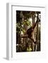 Orangutans in the Semenggoh Nature Reserve on the Island of Borneo in Malaysia-D. Scott Clark-Framed Photographic Print