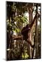 Orangutans in the Semenggoh Nature Reserve on the Island of Borneo in Malaysia-D. Scott Clark-Mounted Photographic Print