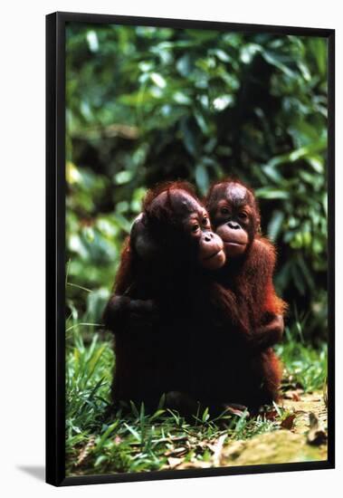 Orangutans-null-Framed Poster