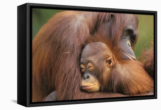 Orangutans-null-Framed Stretched Canvas