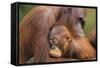 Orangutans-null-Framed Stretched Canvas