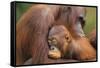 Orangutans-null-Framed Stretched Canvas