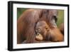 Orangutans-null-Framed Premium Photographic Print