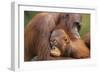 Orangutans-null-Framed Premium Photographic Print
