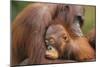 Orangutans-null-Mounted Premium Photographic Print